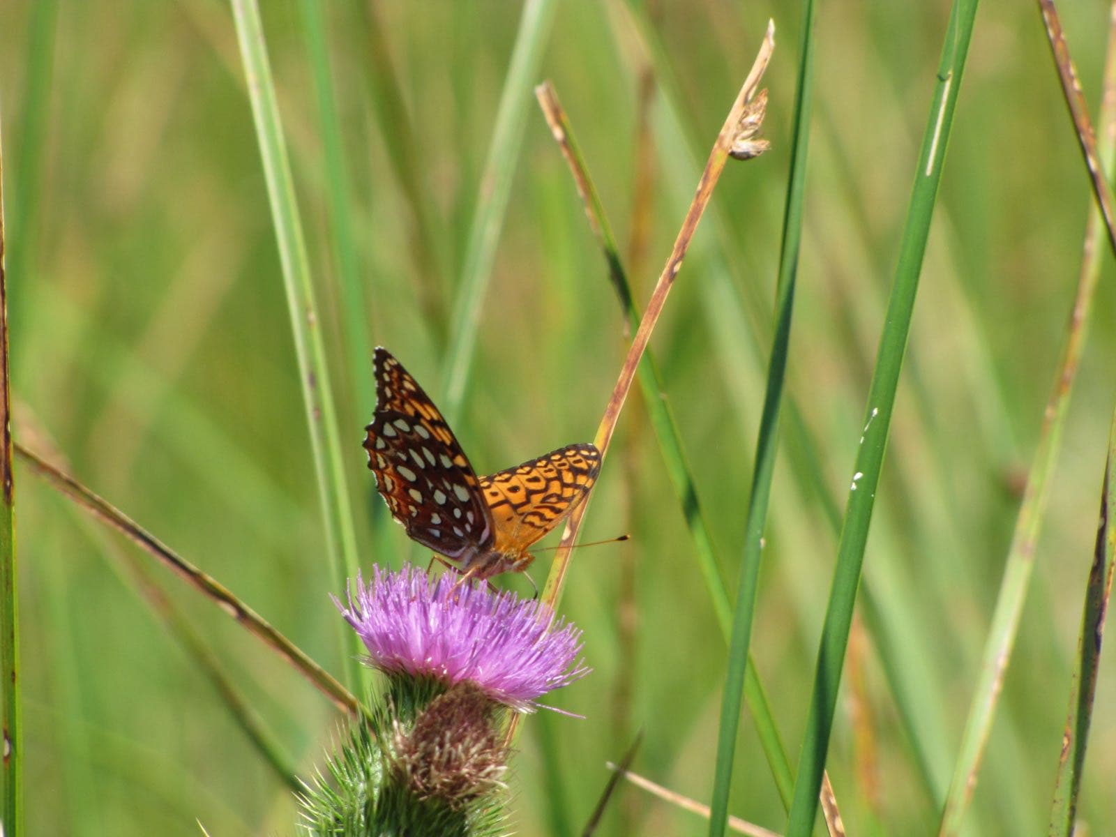 Aphrodite butterfly visiting thistle at Harbor Island National Wildlife Refuge