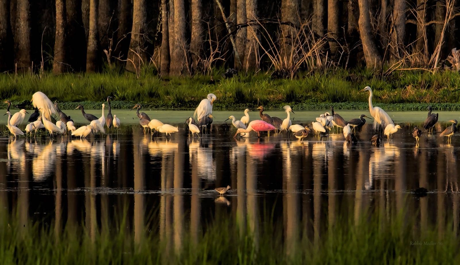 Wading birds at Harris Neck National Wildlife Refuge