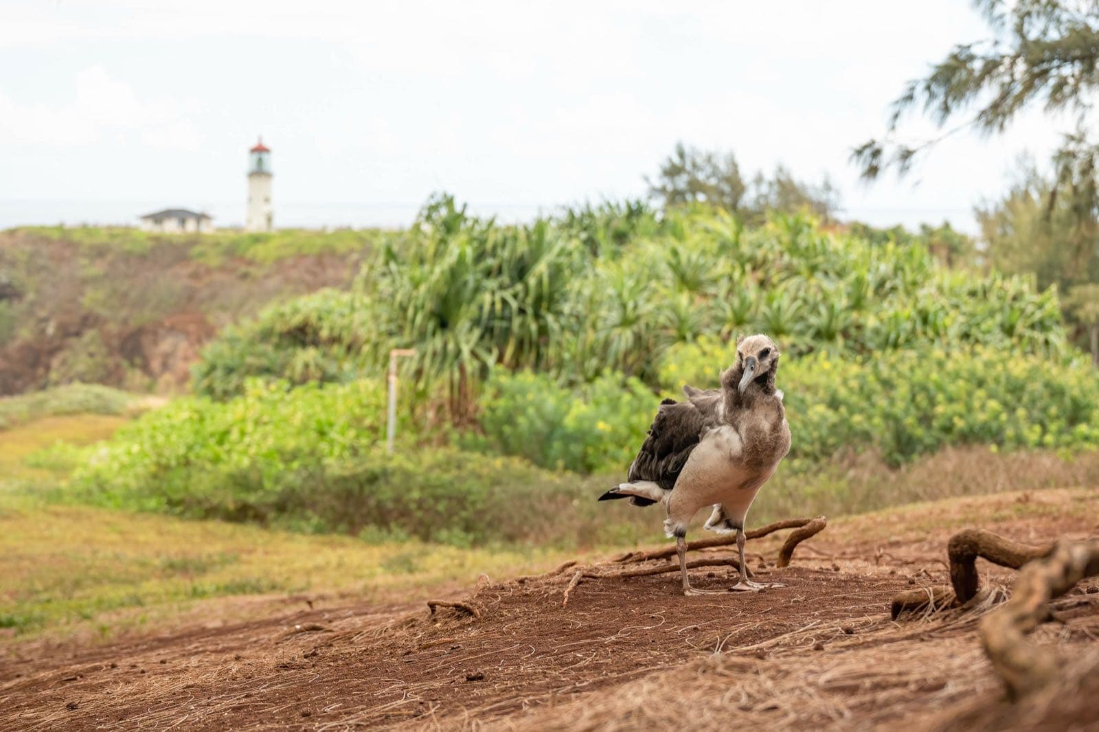 An albatross chick with Kīlauea Point lighthouse in the background