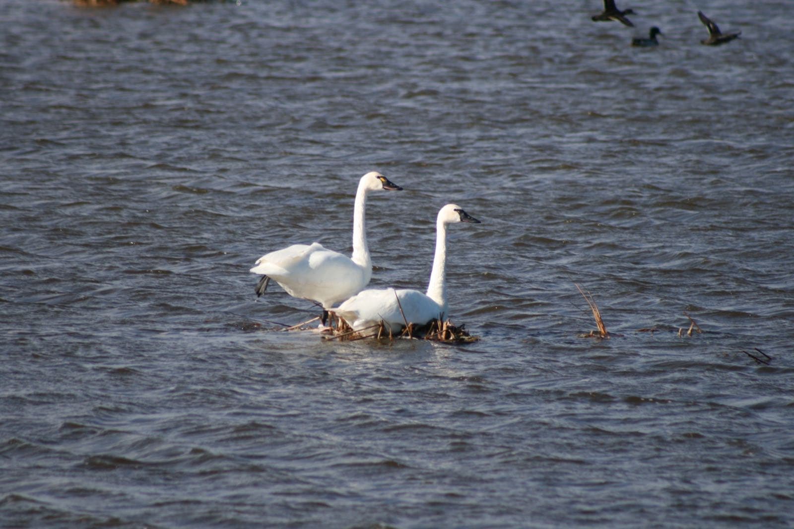 Tundra swans at Long Lake National Wildlife Refuge