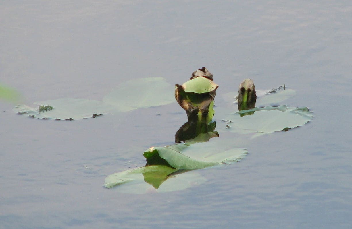 Aquatic plants photographed from Great Marsh Trail at Mason Neck National Wildlife Refuge