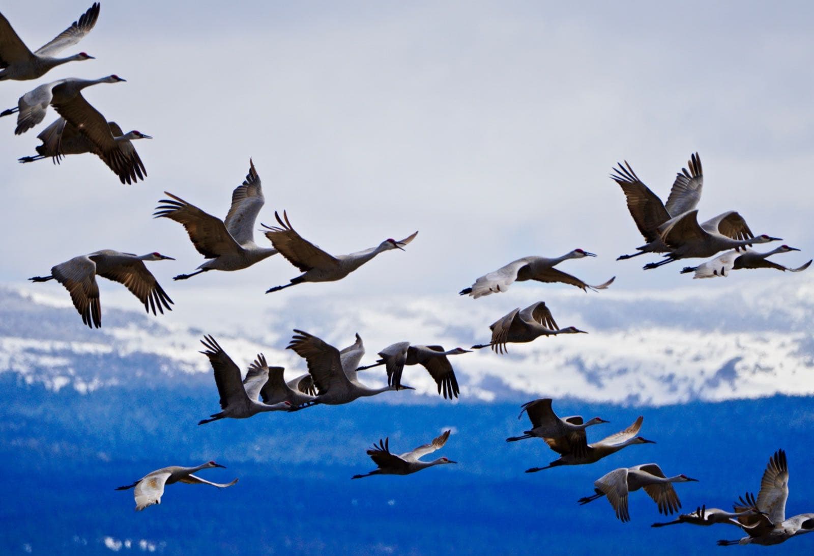 Sandhill cranes flying at Modoc National Wildlife Refuge