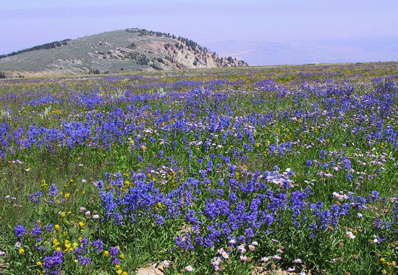 Flower-filled meadow on Mount Harrison, identified by the source as Christ's Indian paintbrush habitat