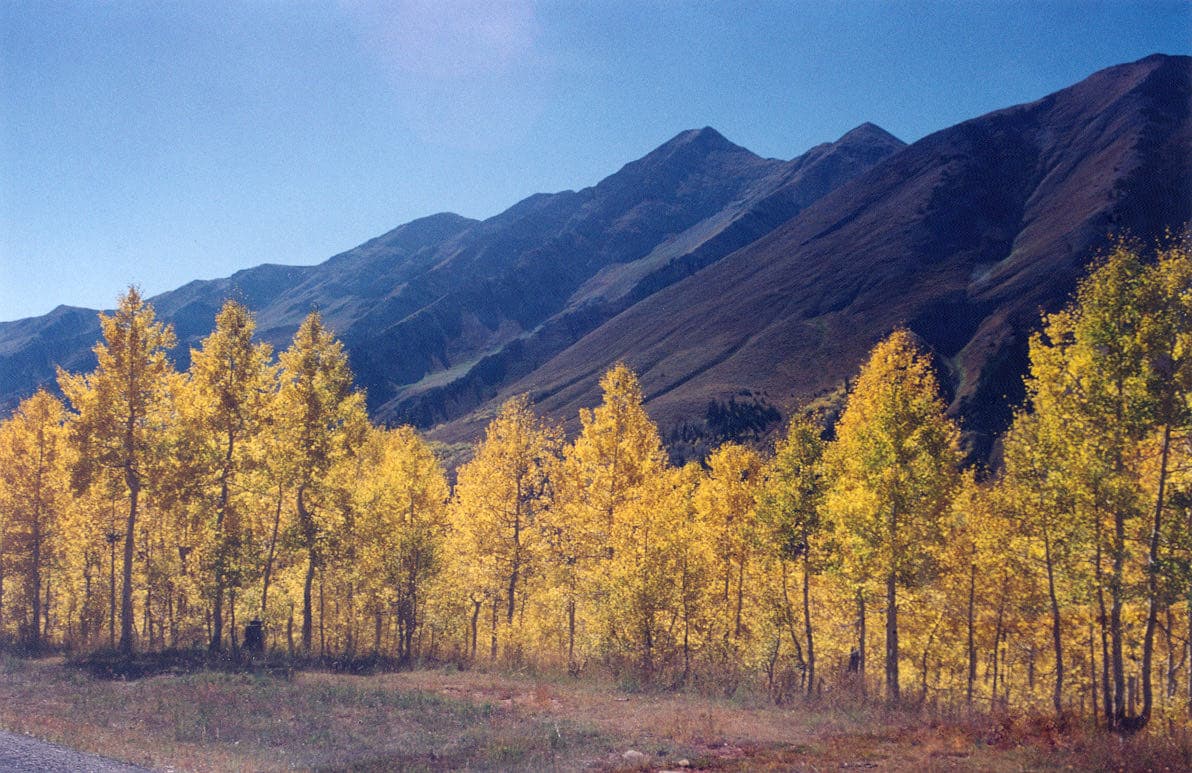 Yellow autumn aspens along Nebo Loop Scenic Byway