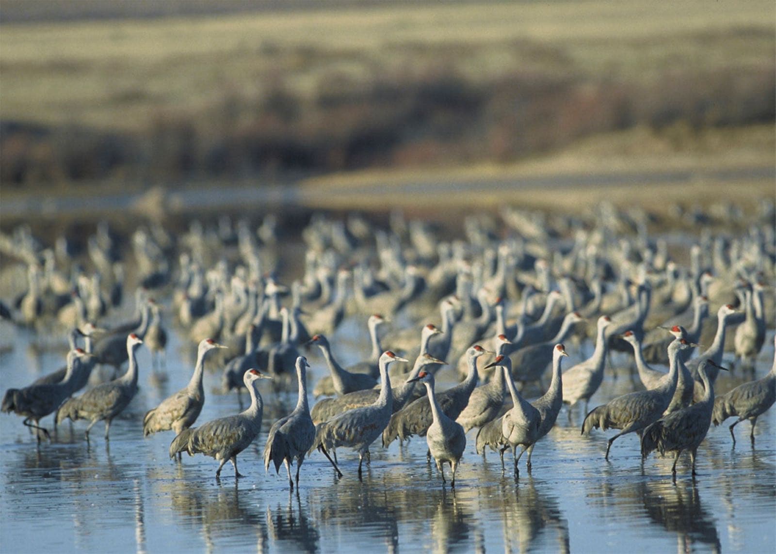 Sandhill cranes at Muleshoe National Wildlife Refuge