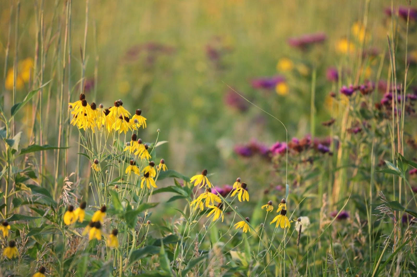 Summer prairie at Neal Smith National Wildlife Refuge