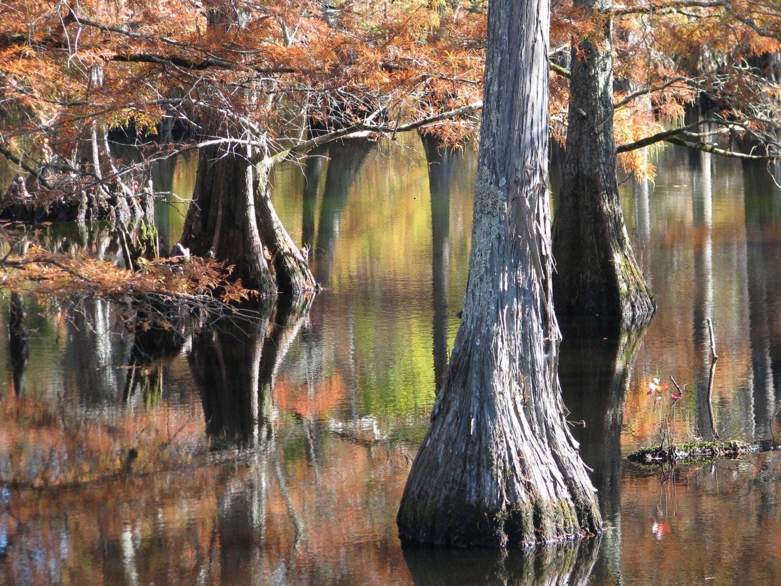 Cypress trees in autumn color at the edge of the water at Noxubee refuge