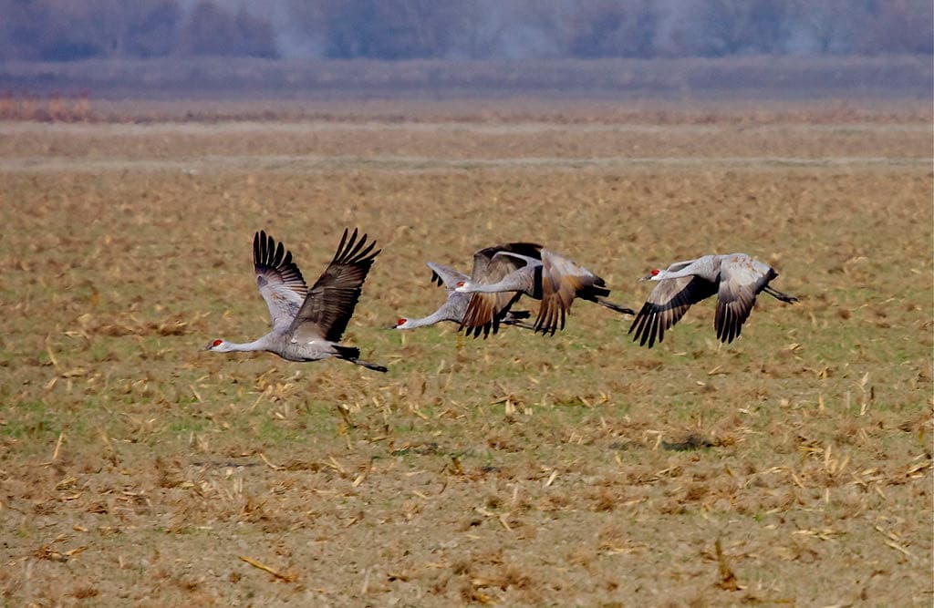Sandhill cranes at Pixley National Wildlife Refuge, California