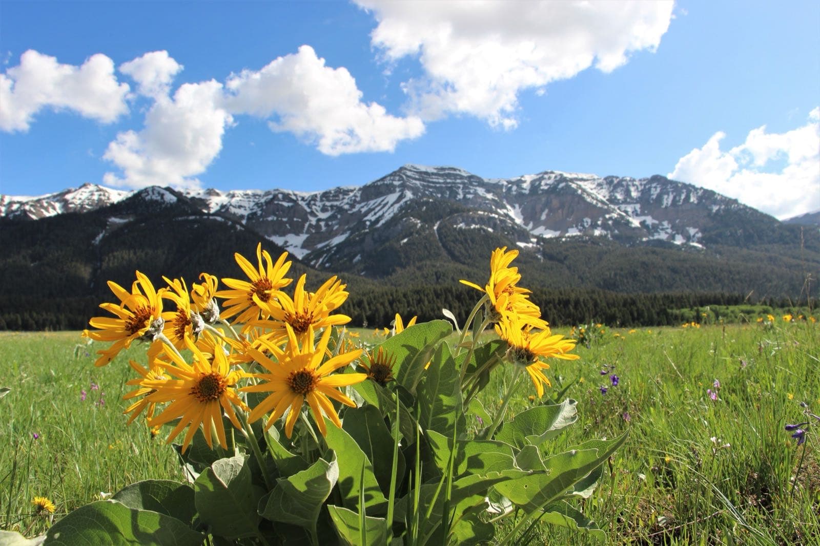 Arrowleaf balsamroot at Red Rock Lakes National Wildlife Refuge