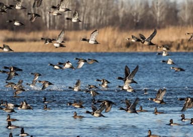A large flock of dark ducks taking off from blue water in front of brown reeds and bare trees