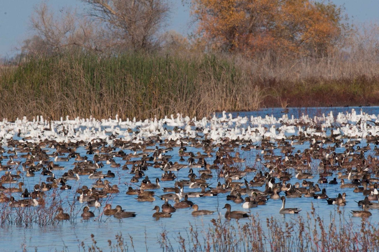 Ducks and geese at Sutter National Wildlife Refuge