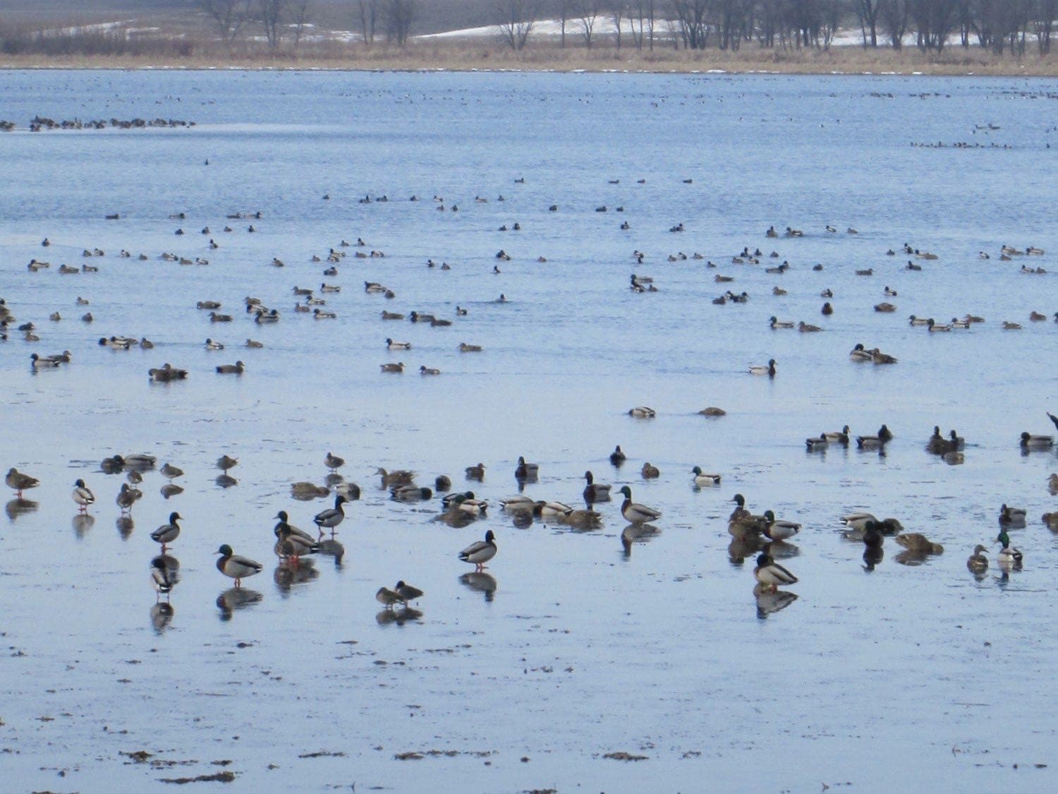 Migrating waterfowl at Union Slough National Wildlife Refuge