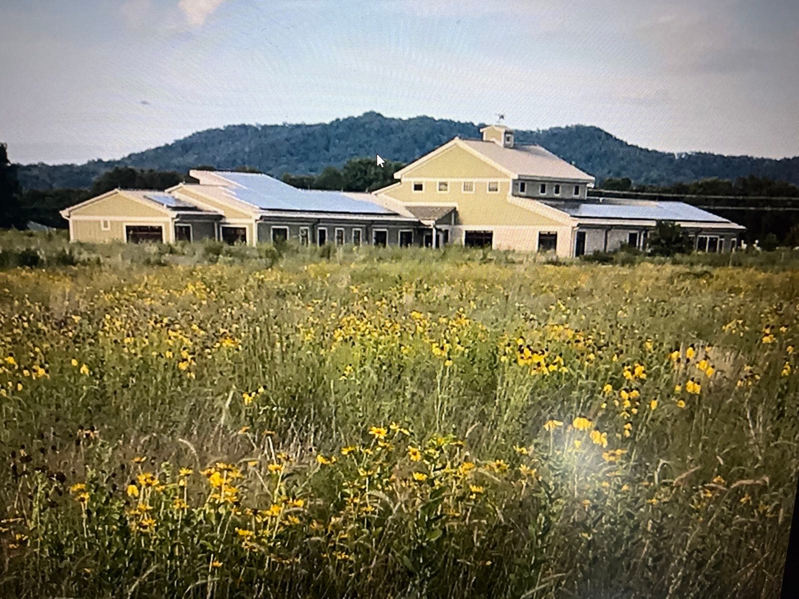 Yellow prairie flowers at Upper Mississippi River refuge's La Crosse District visitor center