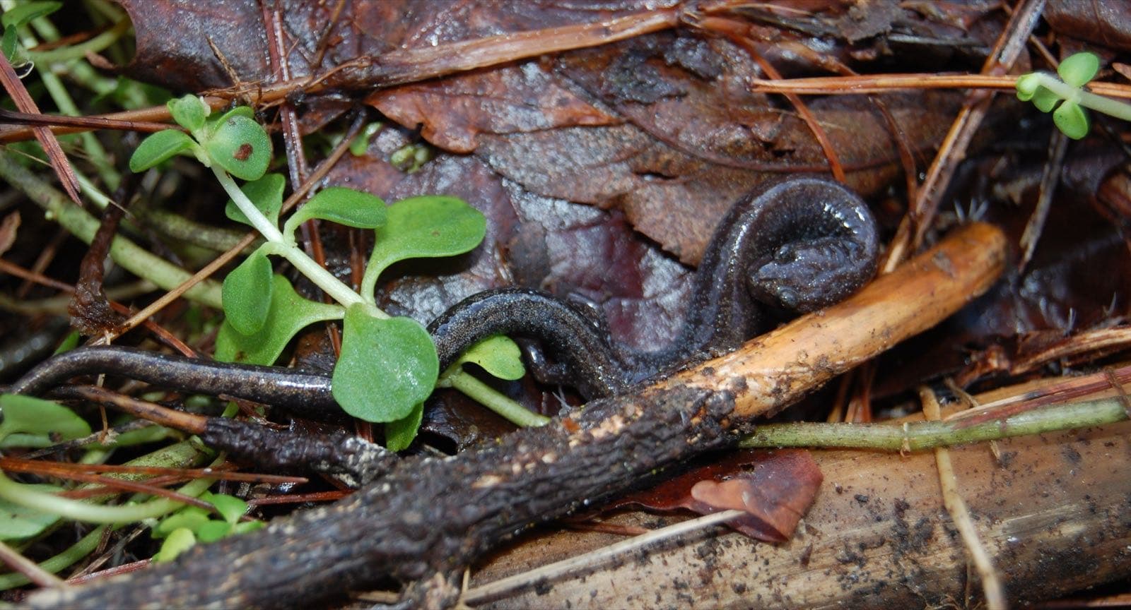Red-backed salamander photographed in Wildcat Hollow, Wayne National Forest, Ohio
