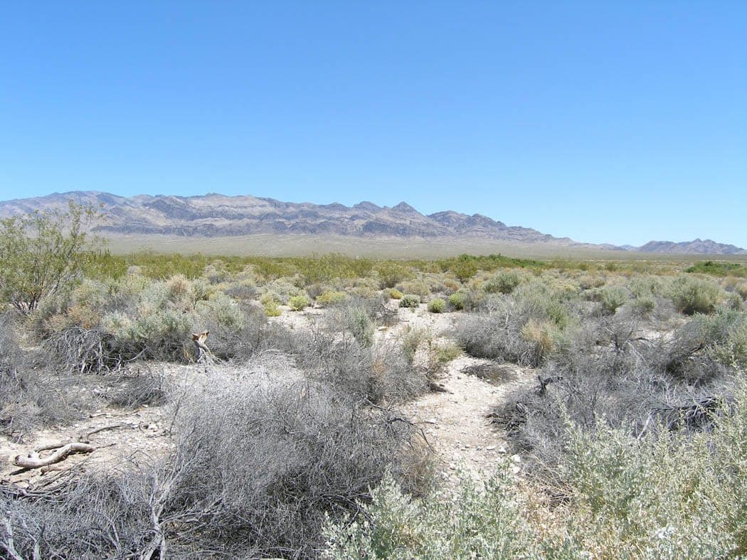 Pale gray desert shrubs and sandy ground in front of a long mountain range under a clear blue sky