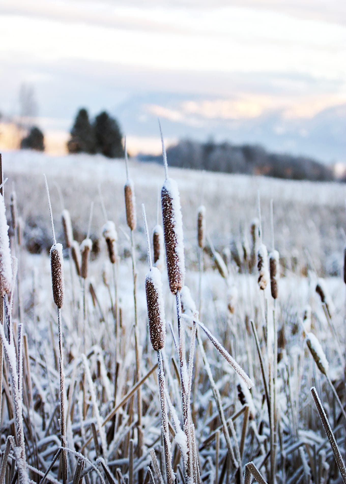Brown cattail heads and stems covered in white frost, with snowy fields and trees behind