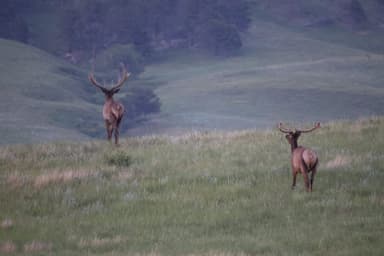 Two elk with large antlers standing apart on a green grassy slope, one facing away, in hazy light