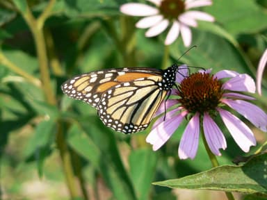 An orange and black monarch butterfly feeding on a pink coneflower among green leaves