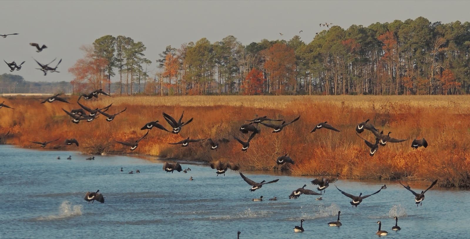Canada geese on the water of an impoundment at Blackwater refuge
