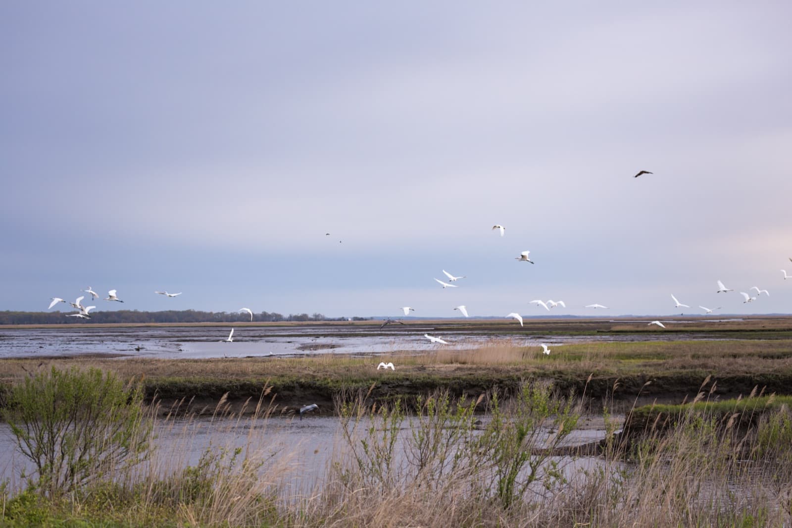 A flock of birds taking off over the refuge