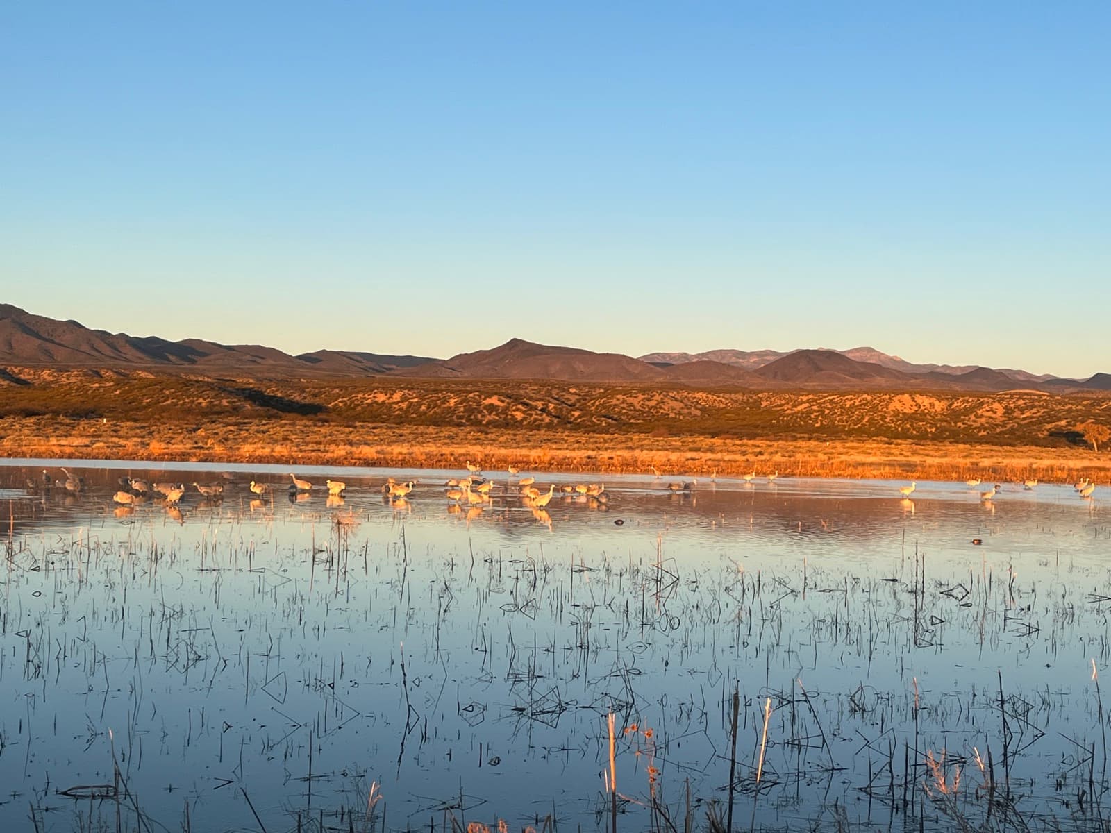 Sandhill cranes at Bosque del Apache National Wildlife Refuge