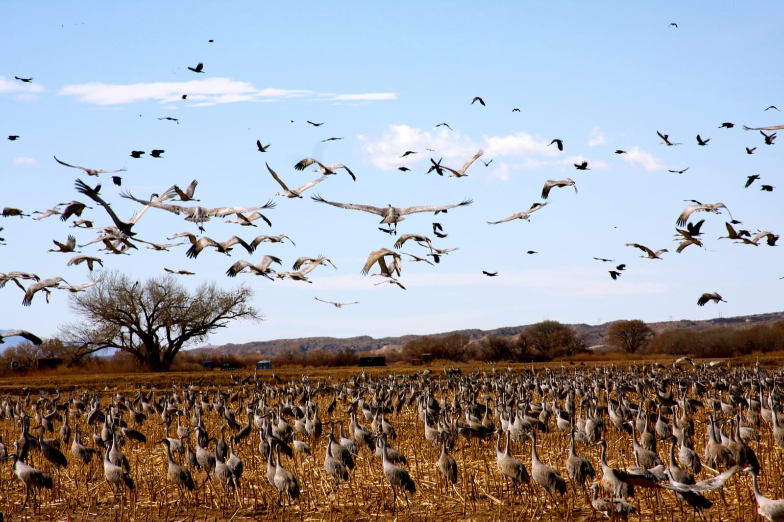 Sandhill cranes feeding in a crop field at Bosque del Apache National Wildlife Refuge