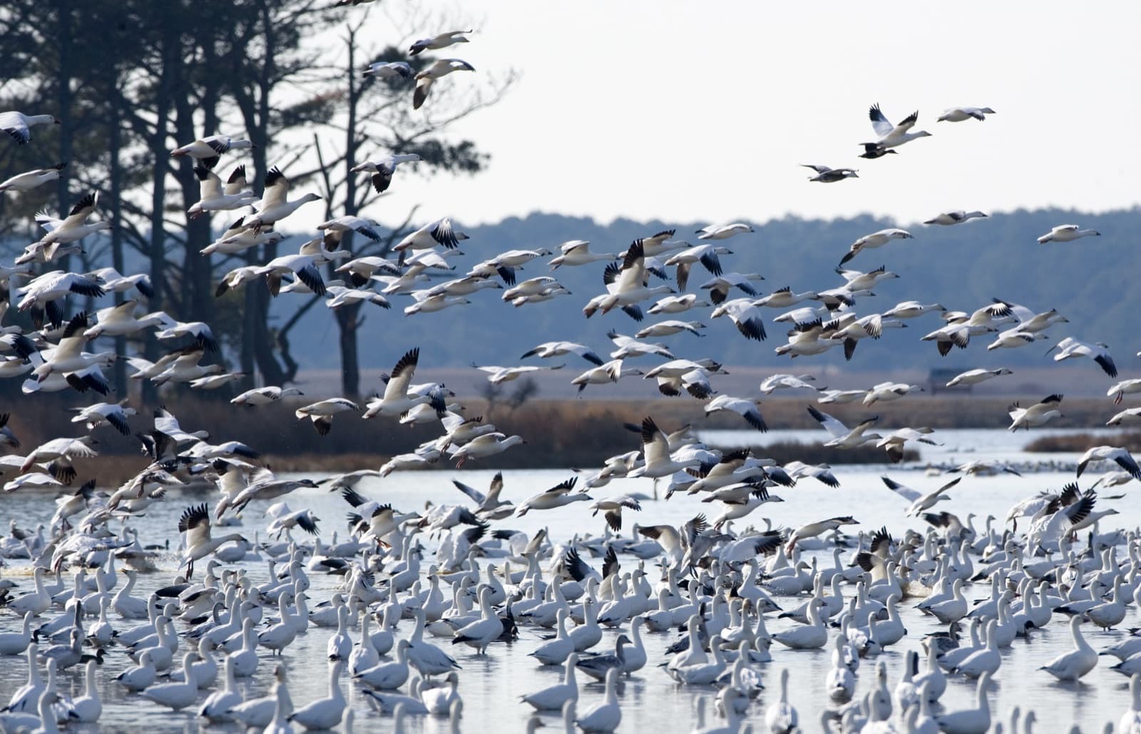 A dense flock of white snow geese lifting off from shallow water