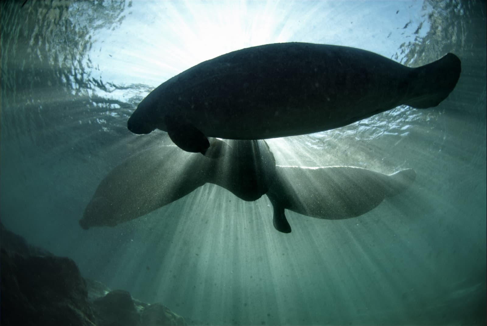 Three manatees resting in clear water