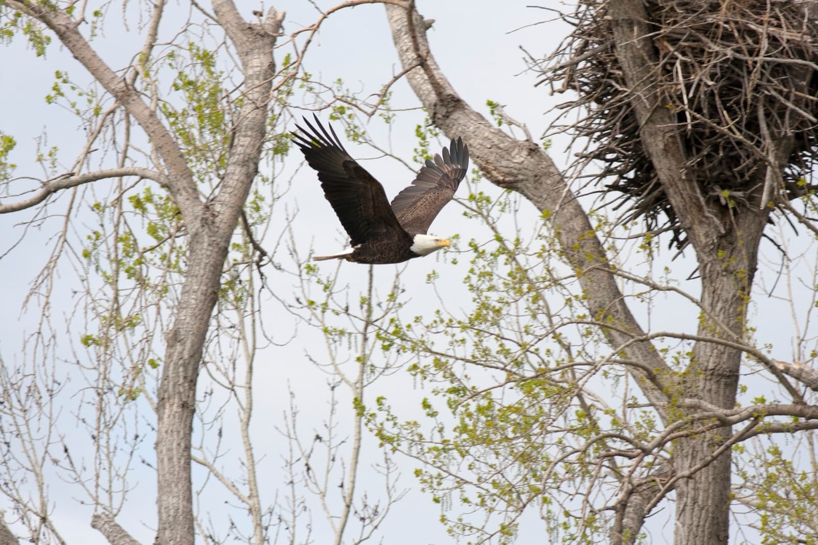 A bald eagle flying near its nest