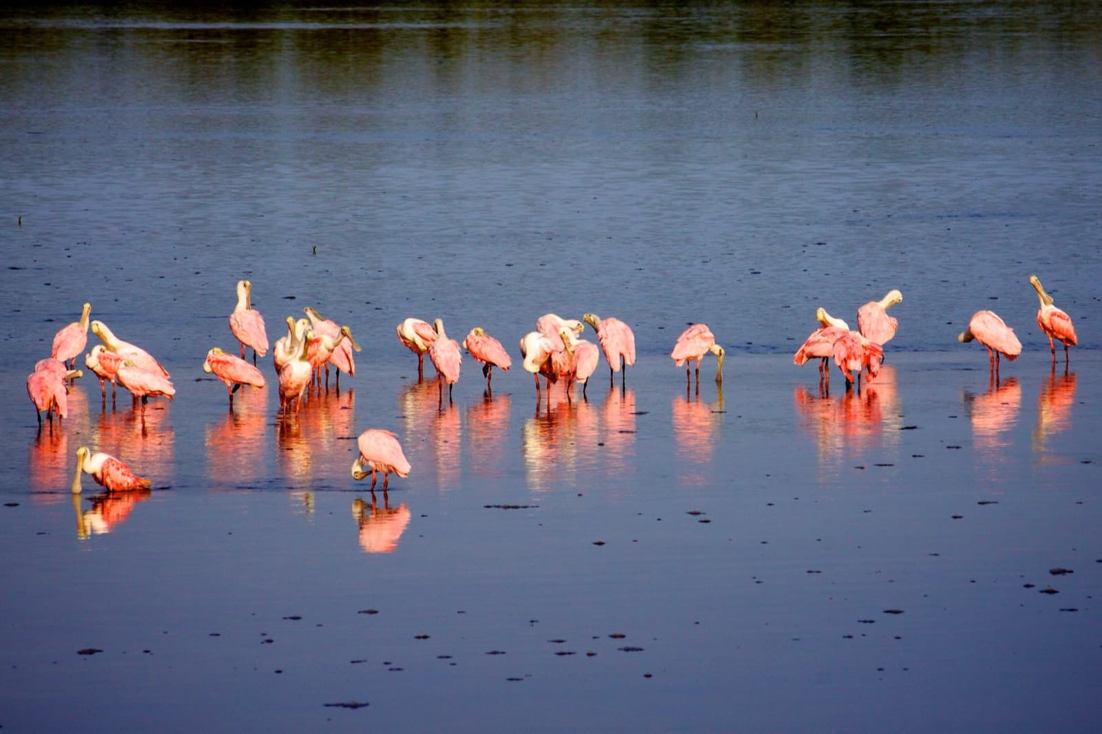 Roseate spoonbills at J.N. "Ding" Darling National Wildlife Refuge