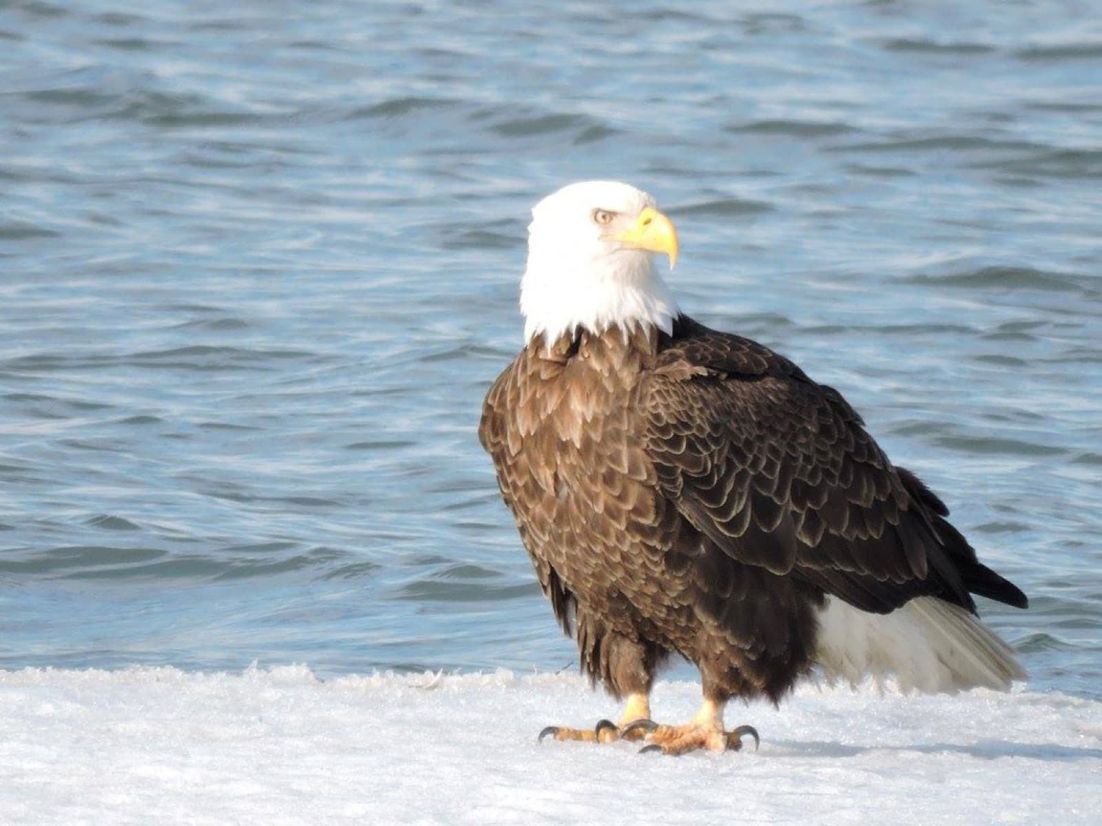 A bald eagle standing on ice