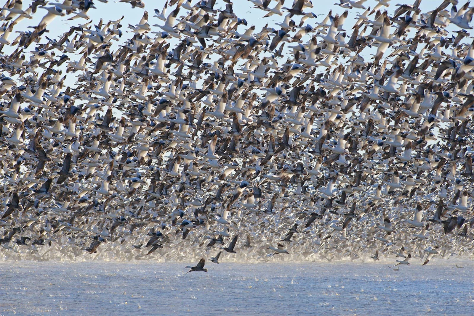 A dense flock of snow geese rising together over Loess Bluffs National Wildlife Refuge