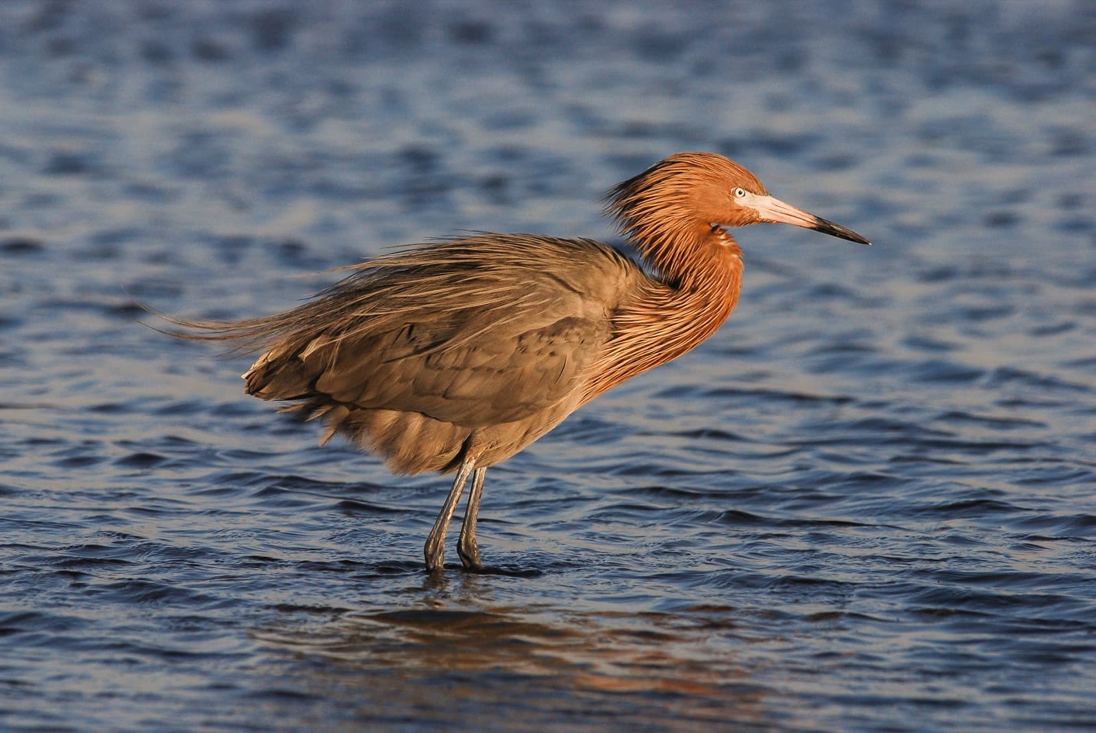 A reddish egret at Merritt Island National Wildlife Refuge