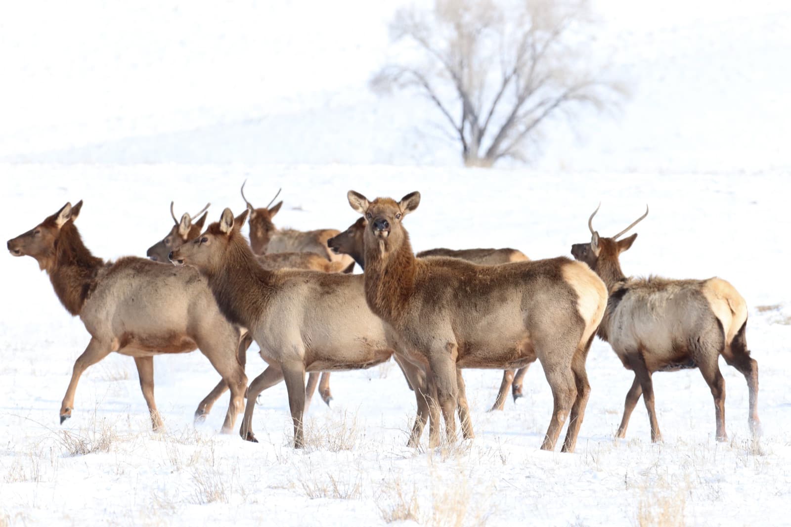 Elk on the National Elk Refuge in winter