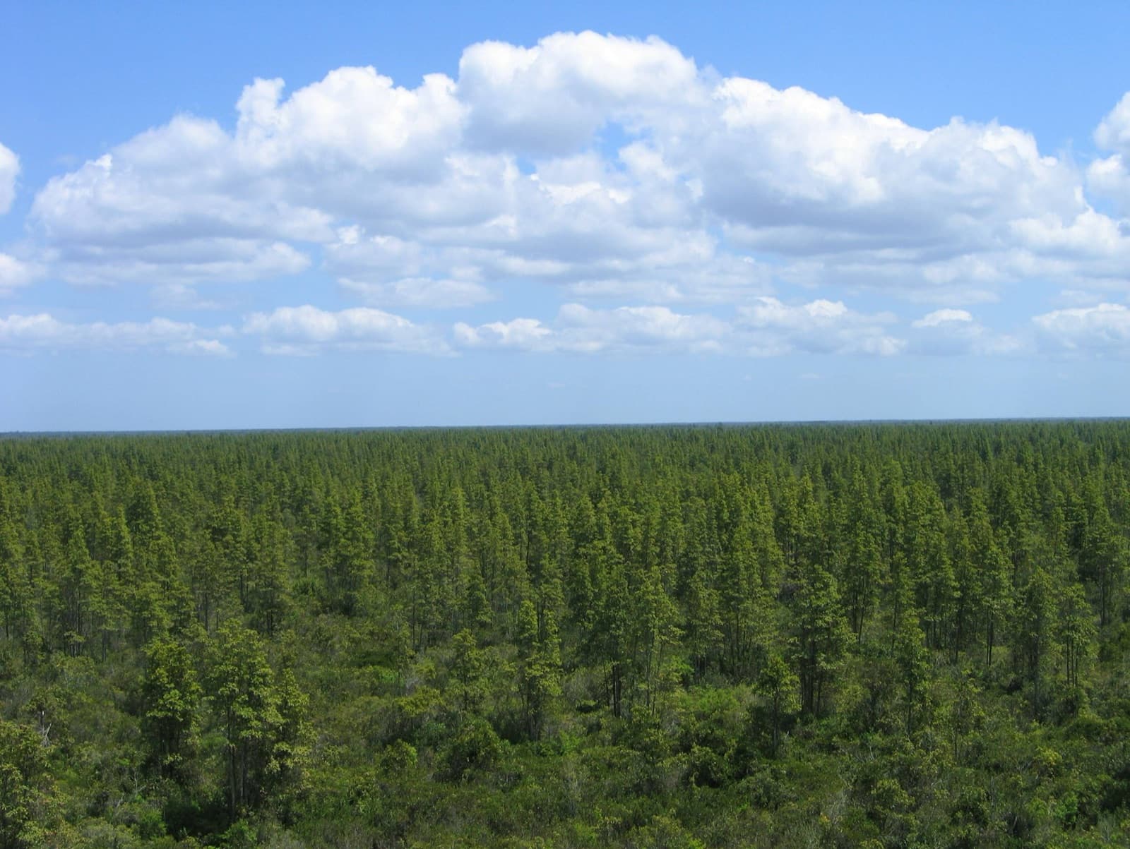 Shrubby pocosin wetland with pine trees