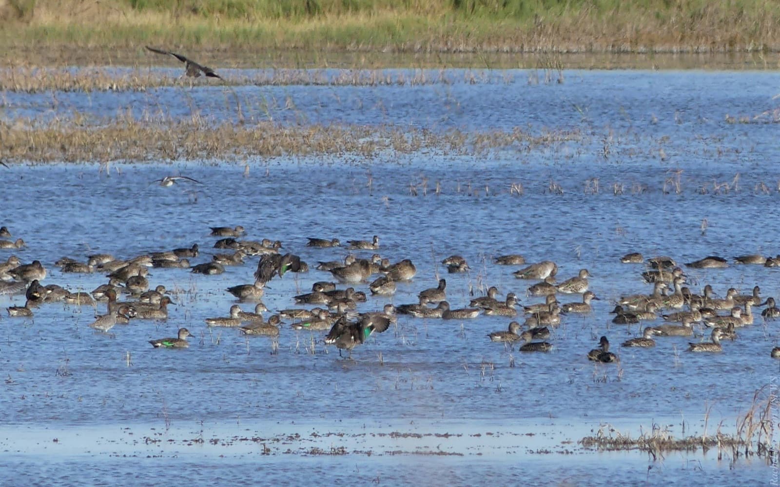 A flock of small ducks landing on open marsh water