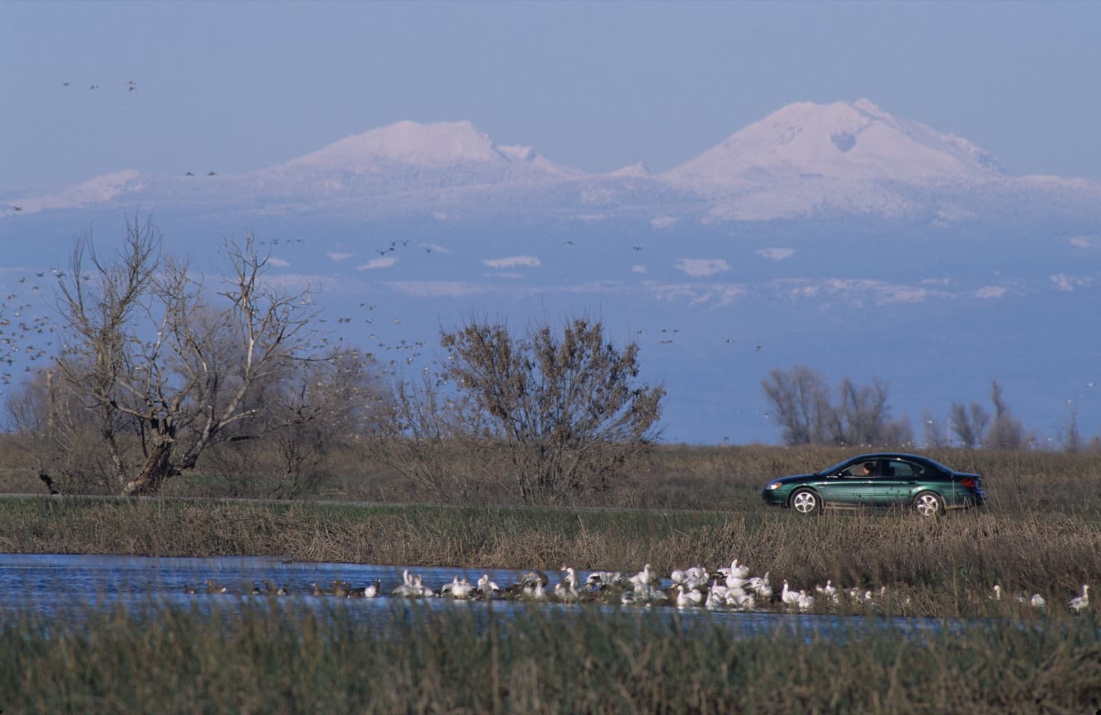 The auto tour route at Sacramento National Wildlife Refuge