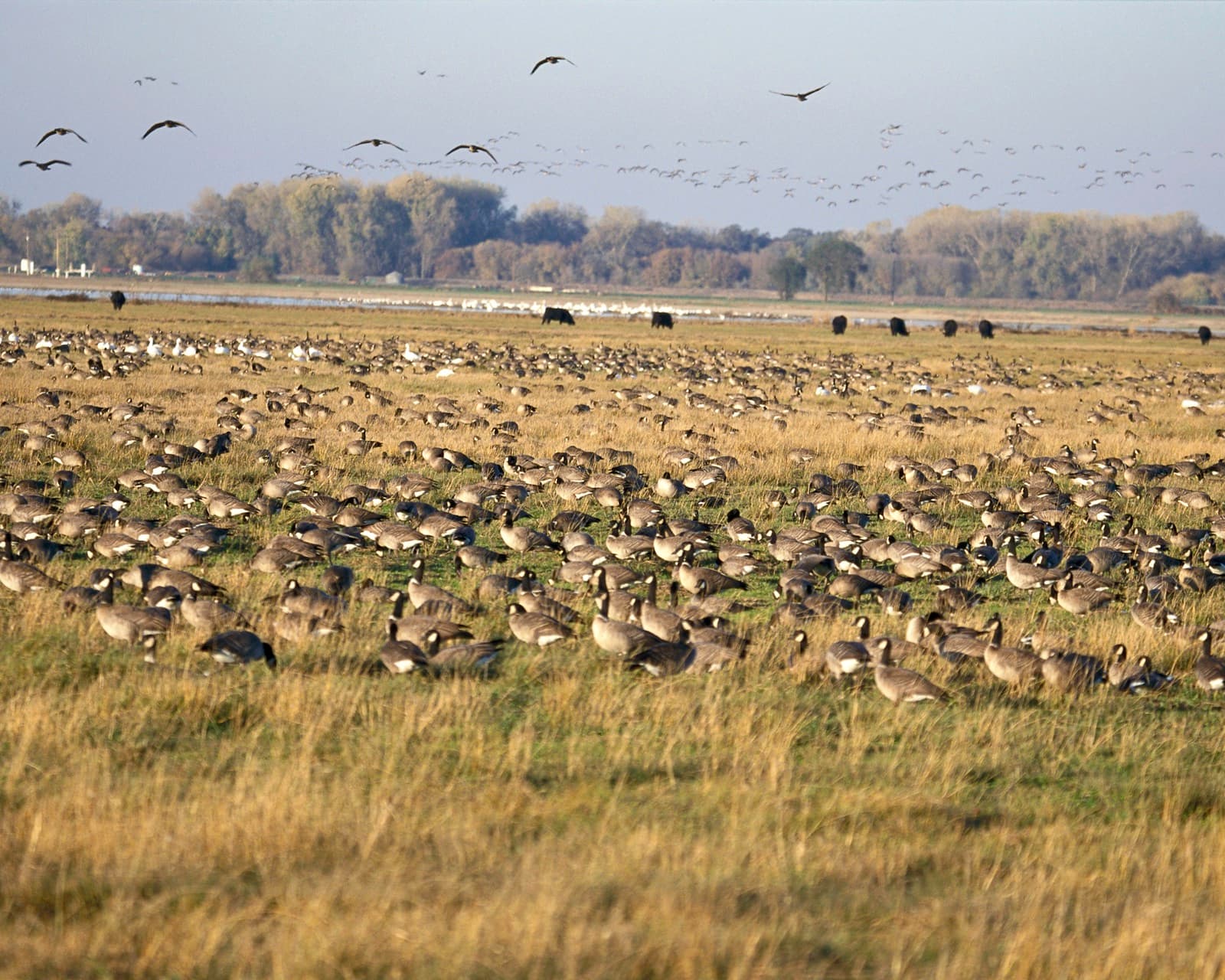 A view of San Joaquin River National Wildlife Refuge in California's San Joaquin Valley