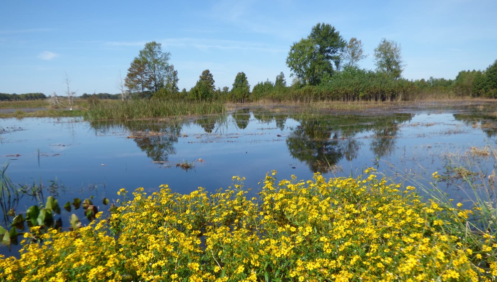 North banding pond, a wetland at Santee National Wildlife Refuge