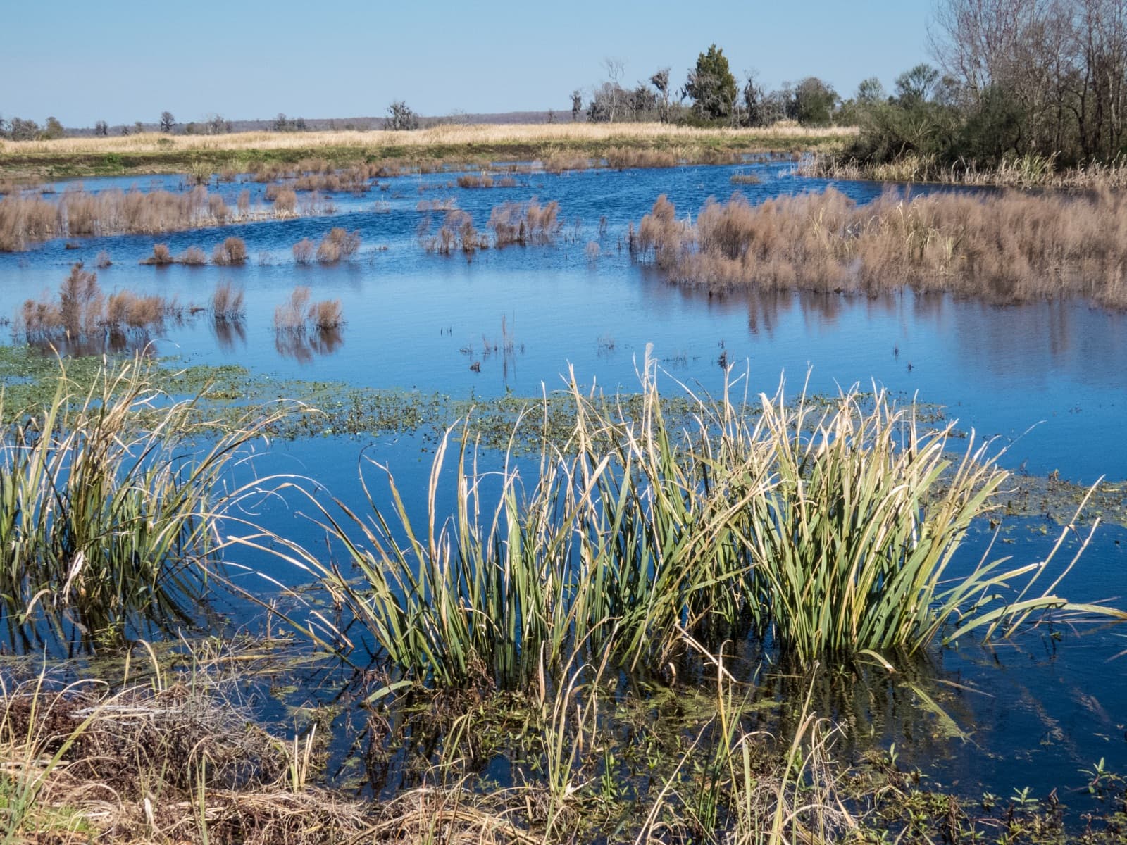A freshwater impoundment at Savannah National Wildlife Refuge