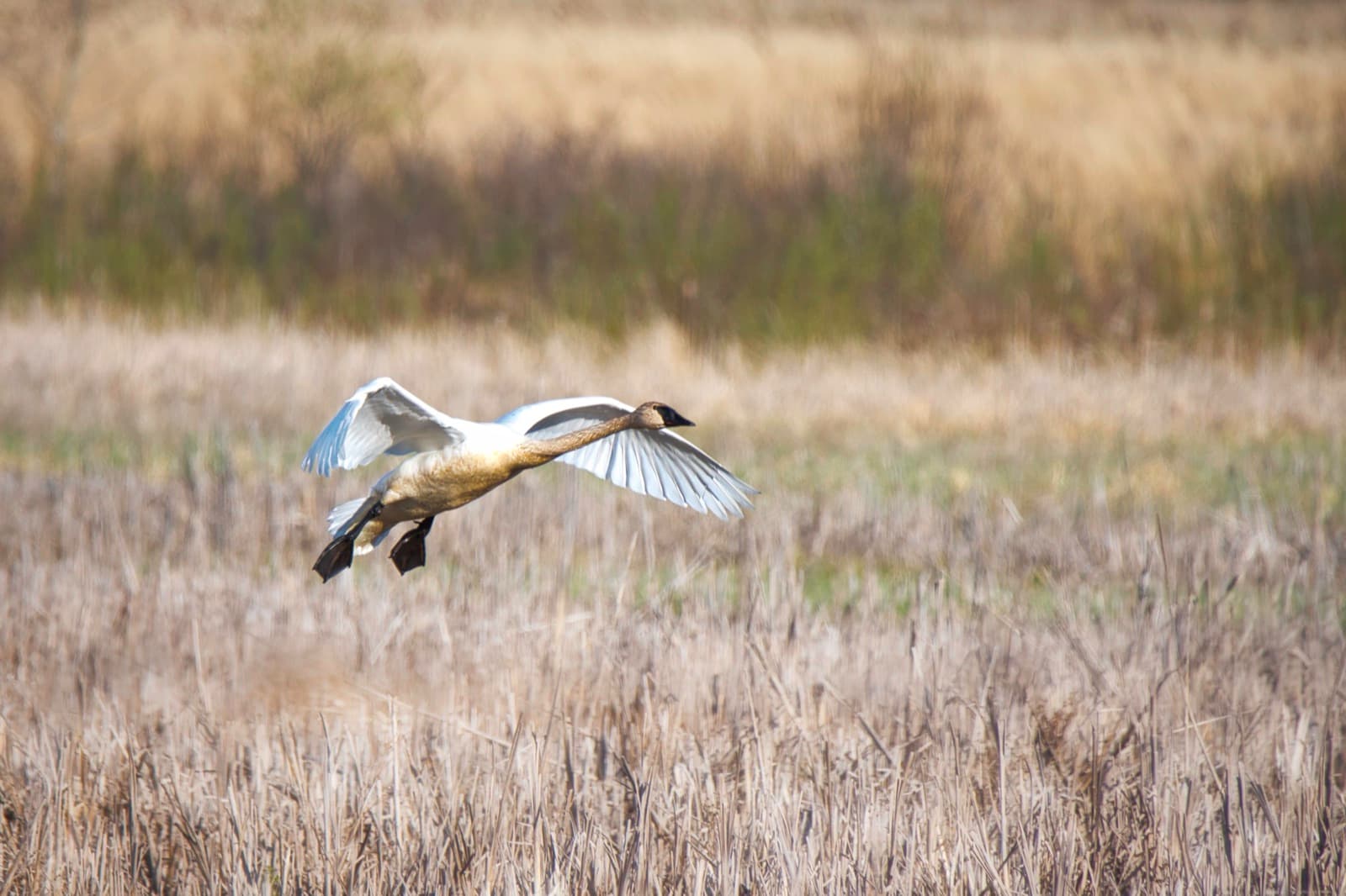 A white trumpeter swan with wings spread, coming in for a landing