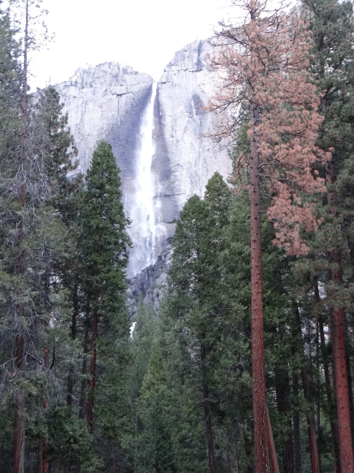 Lower Yosemite Falls pouring down a granite cliff in Yosemite Valley