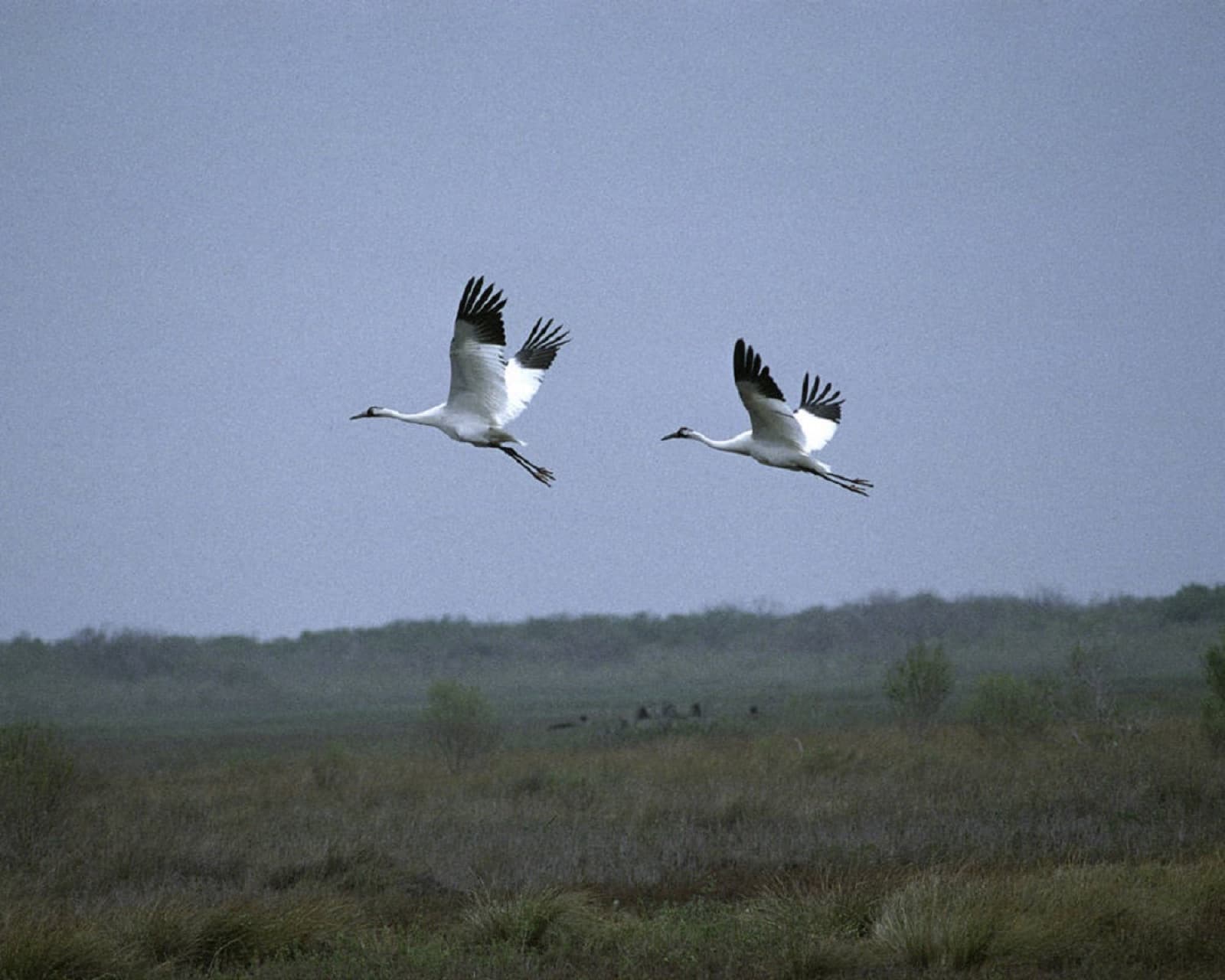 Whooping cranes at Aransas National Wildlife Refuge