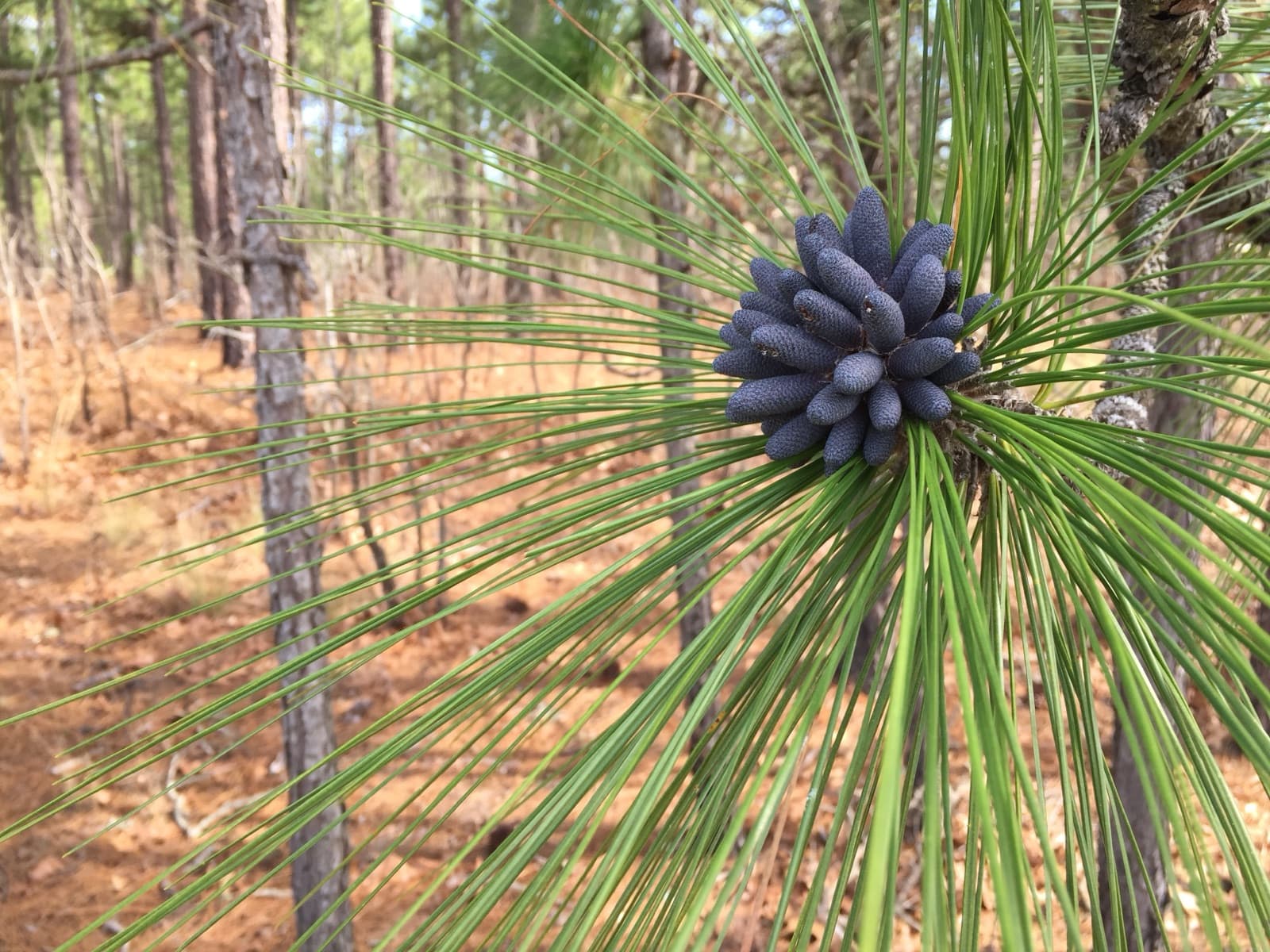 Longleaf pines in the refuge's longleaf pine forest