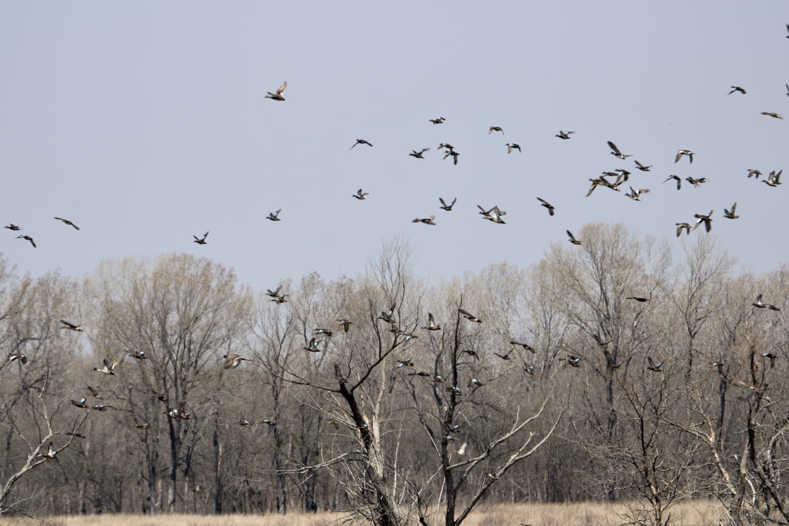 A flock of ducks flying low over wetland at Flint Hills National Wildlife Refuge