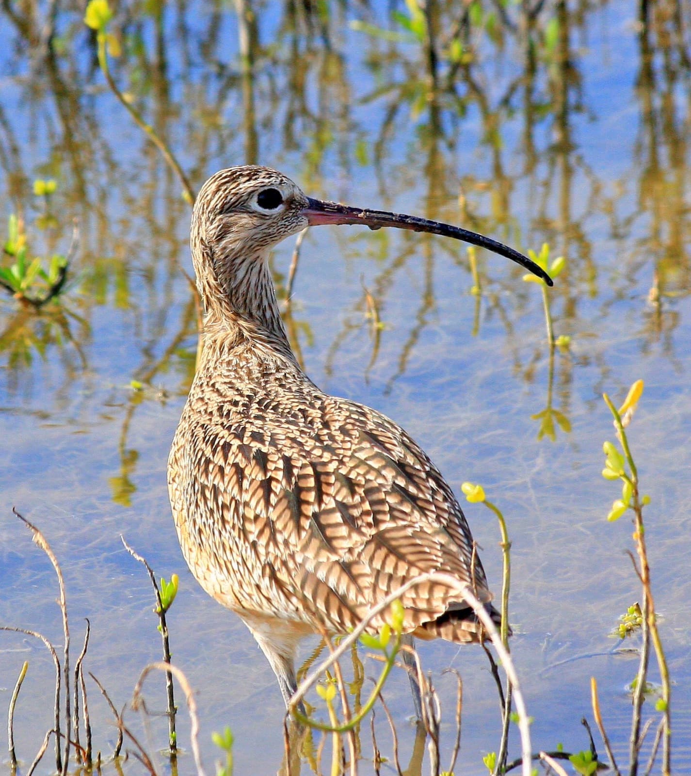 A long-billed curlew standing in a coastal marsh at Laguna Atascosa National Wildlife Refuge