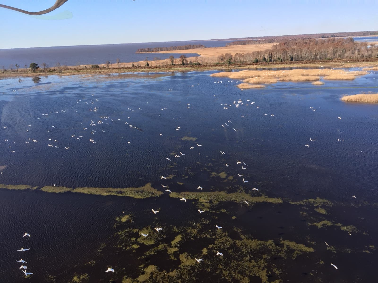 A flock of white swans flying low over water, photographed from above