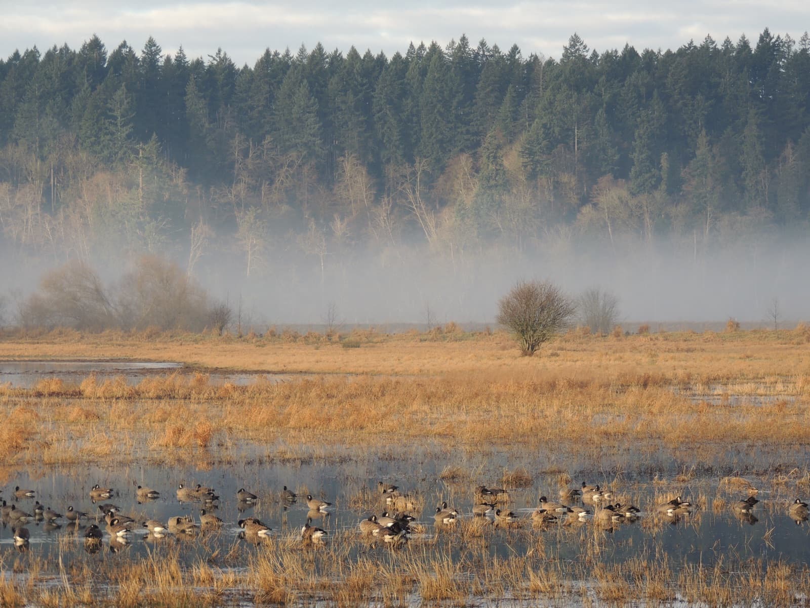 Ducks resting in shallow water in a golden wetland, with mist and a dark conifer forest behind