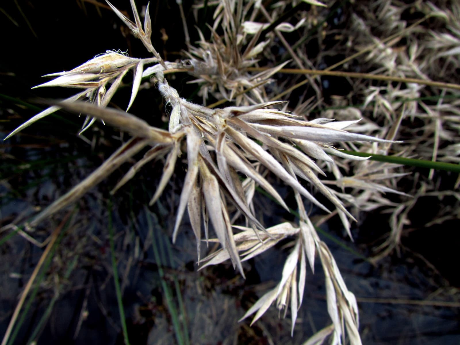 Close-up of pale, dry grass seed heads against dark, dead stems