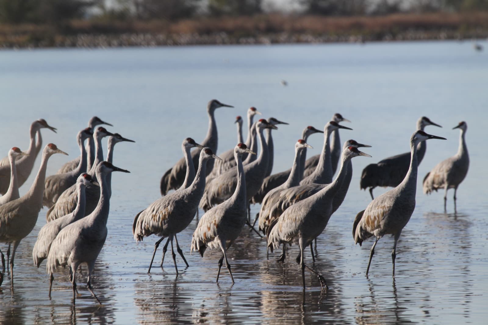 Sandhill cranes at the refuge